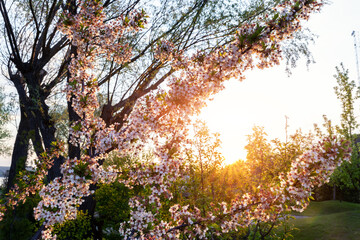 Beautiful scenic view of blooming cherry tree flower in green countryside orchard against warm sunset evening light sun rays. Nature springtime blossoming garden background