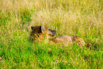 Beautiful wild Hyena in Maasai Mara savannah, East Africa