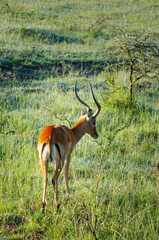 Beautiful wild Impala in Maasai Mara savannah, East Africa