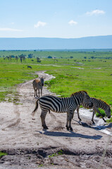 Fototapeta premium Wild Zebra in Masai Mara,in East Africa