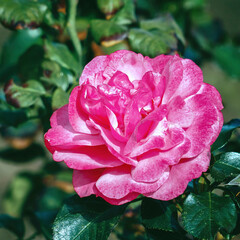 Blooming red rose buds on bush
