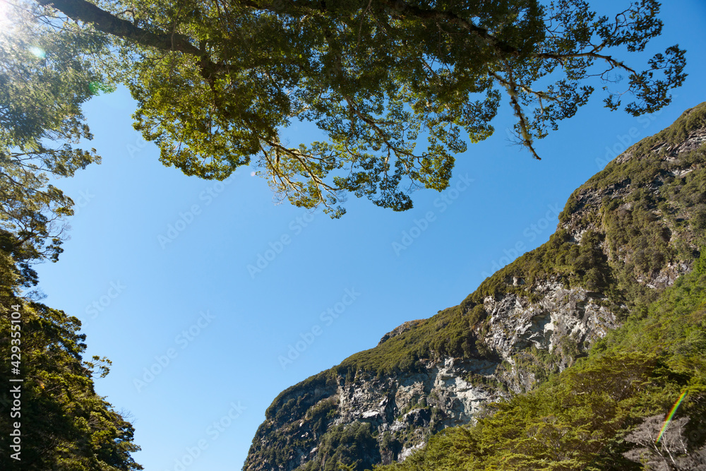 Wall mural blue sky through forest trees and bush-clad rock bluff