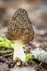 Shot of amazing, edible and tasty morel mushroom
