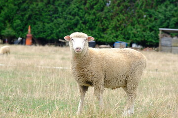 Fototapeta premium sheep in a field
