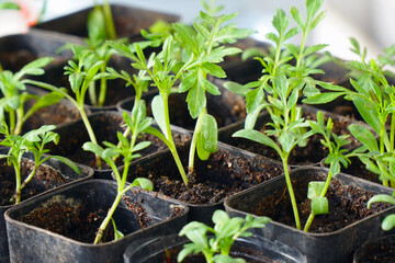 Rotating Young green seedlings in small pots
