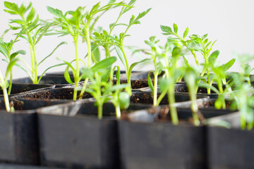 Rotating Young green seedlings in small pots