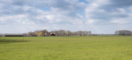 Typical flat Dutch sunny meadow landscape in spring  with fresh green meadow, blue cloudy sky and a farm with cubicle shed and row of trees on the horizon © Henk Vrieselaar