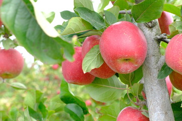 red apples on a branch, red apples on a tree of New Zealand garden
