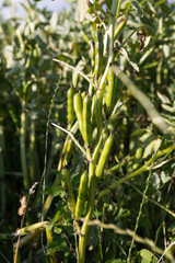 Saubohne auf dem Feld