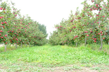 red apples on a branch, red apples on a tree of New Zealand garden