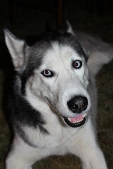 Siberian husky dog portrait shot closeup with his tongue hanging out in Lyons Kansas USA.