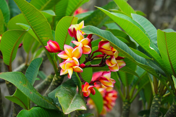 Plumeria red yellow white flower and frangipani floral, Plumeria Flower buds and green leaves background