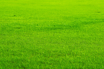 Plakat nature fresh green grass in the field background