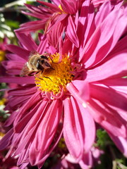 a bee pollinates a flower