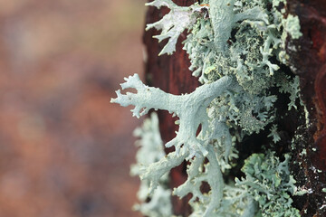 Pseudevernia furfuracea, commonly known as tree moss, widely used in perfume industry as a fixative