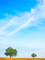 Obraz premium Tree near field