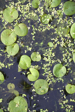 Hydrocharis morsus-ranae, known as Frogbit, European Frog-bit and European Frog’s-bit, wild free-floating water plant from Finland