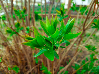 plant in the garden, grass, green, plant, nature, spring, summer, field, lawn, leaf, leaves, meadow, garden, fresh, growth, macro, close-up,  natural, season, new, grow, agriculture, abstract, blade