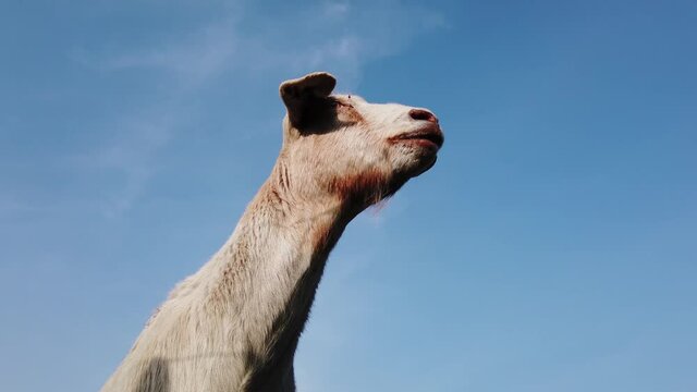 Low angle footage of white goat on the lookout very sharp looking left and right keepin an eye on her surroundings animal observation post crisp blue sky background 4k high resolution quality