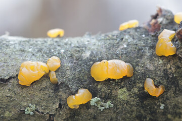 Dacrymyces lacrymalis, a jelly spot fungus from Finland with no common English name