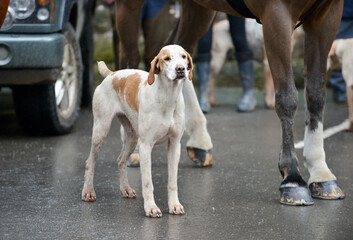 Large fox hound stands waiting patiently for the Master of the hounds to start the days Fox hunting in the Shropshire countryside.