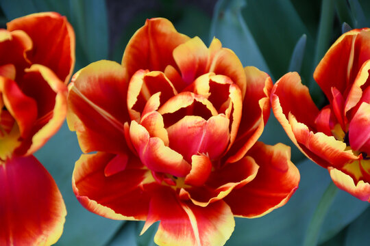 รูปภาพCalipso – เลือกดูภาพถ่ายสต็อก เวกเตอร์ และวิดีโอ99 | Adobe Stock