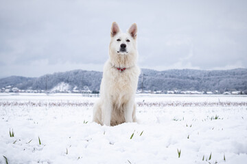 White Swiss Shepherd Dog on snow in winter. Adult berger blanc breed.