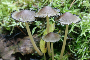 Coprinellus micaceus, commonly known as Glistering Inkcap, wild mushroom from Finland