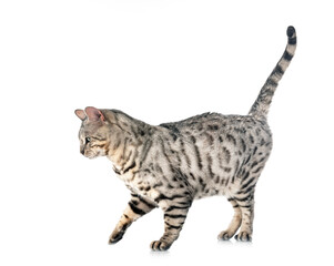 bengal cat in studio