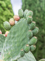 Prickly pear or opuntia plant close -up.