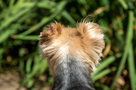 View from behind a pet dog's head looking forward image in horizontal format