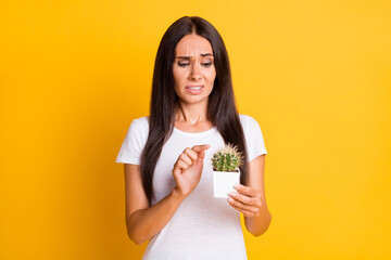 Photo portrait brunette keeping cactus plant in white pot touching long pins isolated on vibrant yellow color background