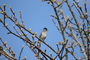 A Blackcap perched high in a tree.