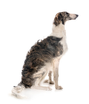 borzoi in studio
