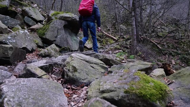 Male tourist with red rucksack hiking in the beautiful Harz Mountains near Thale (Saxony-Anhalt) in central Germany. Green moss covered rocks and bald trees are everywhere. Idillic winter scene in 4k.