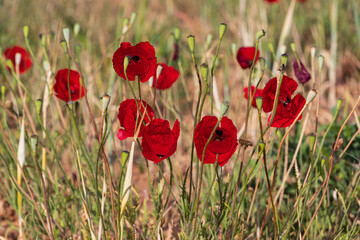 Obraz premium Flowers of red poppies among ripe ears of wheat close-up