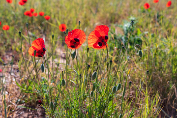 Flowers of red poppies among ripe ears of wheat close-up