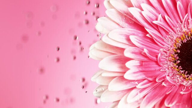 Beautiful Colorful Gerbera Daisy with Water Drops Falling.