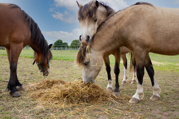Shared lunch- three pretty ponies eating hay in field in English countryside on a winters day.