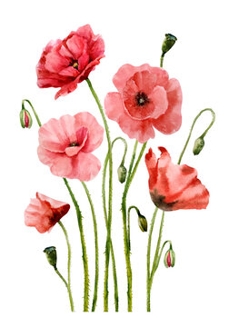 An interesting composition of wildflowers. Bouquet with red poppy flowers and buds on a white background. Delicate watercolor illustration, handmade.