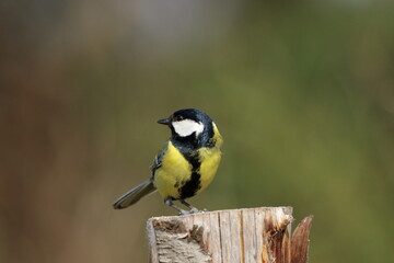 A Great tit perched on a post.