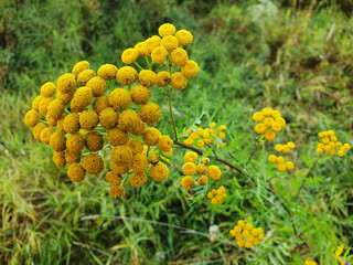 Cluster of tansy flowers close-up. Tansy plant growing in nature.