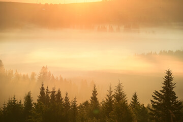 Fototapeta na wymiar Silhouettes of fir trees in dense fog in the golden rays of the early morning in the mountains. Beautiful morning in the mountains. very soft selective focus.