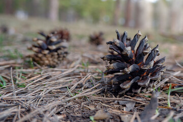 Naklejka na ściany i meble a pine cone lies on the ground in the spring