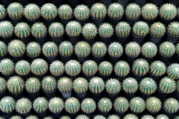 Fototapeta na wymiar Wall of round cactus leaves in the garden.