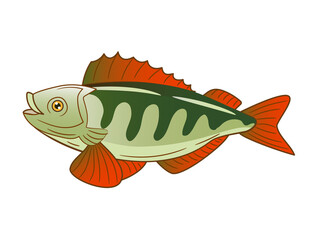 perch fish on a white background. vector illustration.