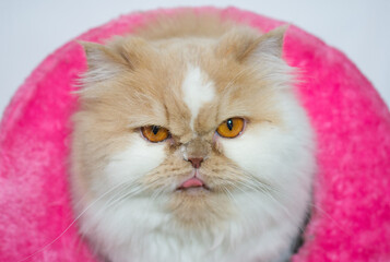 The face Persian (A cat with a gentle character. Discreet, sociable, cheerful, mischievous Like being cringe and witty) white and orange hair looking away at home, pink isolated.