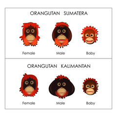Difference between Sumatran orangutans and Kalimantan (Borneo) orangutans face illustration © Kitri