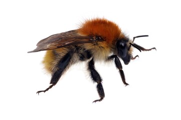 Abeille en gros plan sur fond blanc
