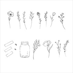 Digital Botanical Doodle on white background,Vector